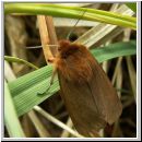 Phragmatobia fuliginosa - Zimtbaer 02.jpg